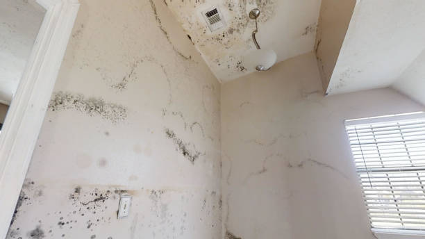 Asbestos and Lead Testing During Mold Inspection in Orchard Hills, PA