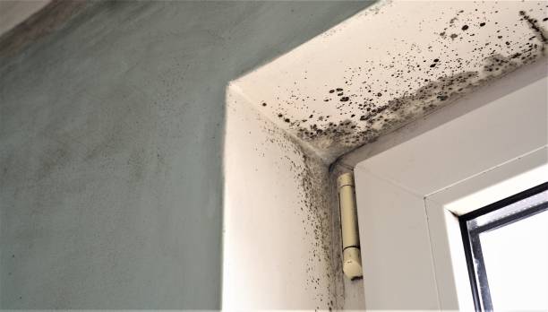 Best Post-Construction Mold Inspection  in Orchard Hills, PA
