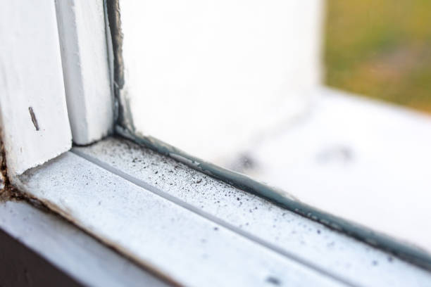 Best Biohazard Mold Removal  in Orchard Hills, PA