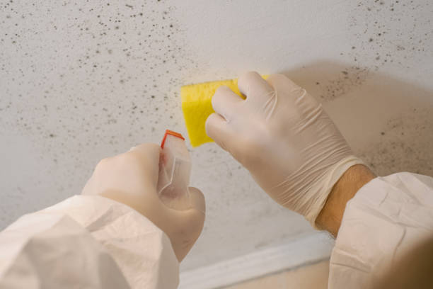 Best Black Mold Removal  in Orchard Hills, PA