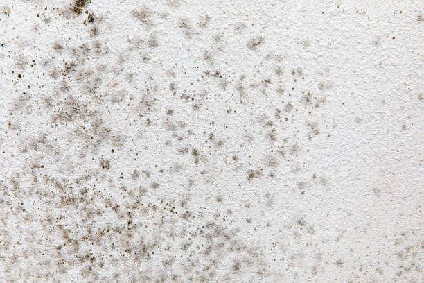 Best Mold Remediation for Healthcare Facilities  in Orchard Hills, PA