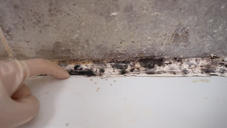 Best Comprehensive Air Testing for Mold Contaminants  in Orchard Hills, PA