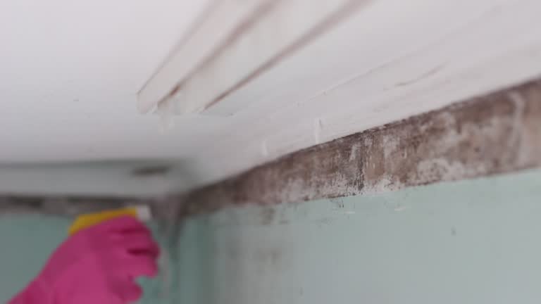 Best Mold Removal for HVAC Installations  in Orchard Hills, PA